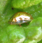 Casside dor&eacute;e